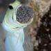 jawfish_yellowhead_bs_lc_v_0304_cay0844_rv.jpg